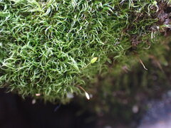 Hymenoloma crispulum