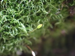 Hymenoloma crispulum