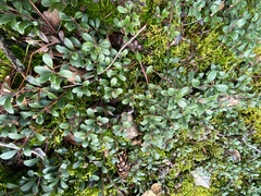 Arctostaphylos uva-ursi