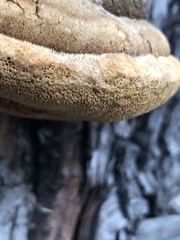 Pyrofomes juniperinus