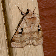 Diarsia esurialis
