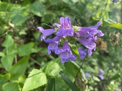 Penstemon serrulatus