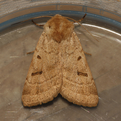 Dichagyris variabilis