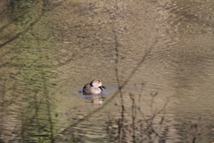 Mareca strepera strepera