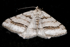 Digrammia setonana