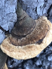 Pyrofomes juniperinus