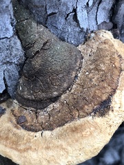 Pyrofomes juniperinus