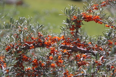 Hippophae