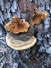 Pyrofomes juniperinus
