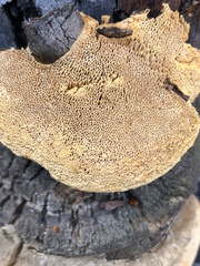 Pyrofomes juniperinus