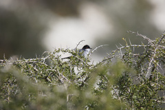 Curruca melanocephala