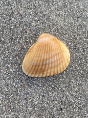 Noetia