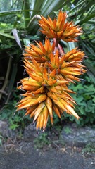Aechmea eurycorymbus