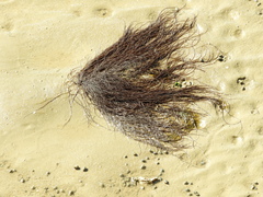 Gracilaria
