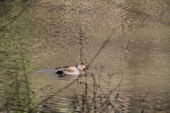 Mareca strepera strepera