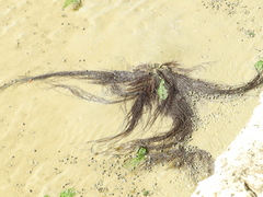 Gracilaria
