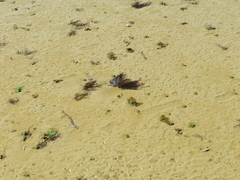 Gracilaria