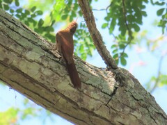 Lepidocolaptes souleyetii