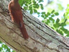 Lepidocolaptes souleyetii