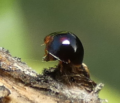 Cryptognathini
