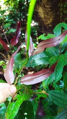 Lygodium volubile