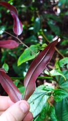 Lygodium volubile