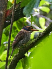 Actenoides princeps