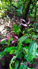 Lygodium volubile