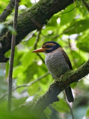 Actenoides princeps