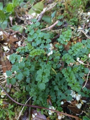 Cardamine caldeirarum