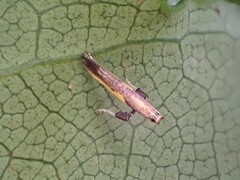 Caloptilia azaleella