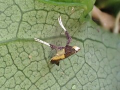 Caloptilia azaleella