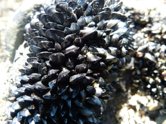 Xenostrobus neozelanicus