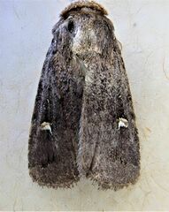 Proteuxoa tetronycha