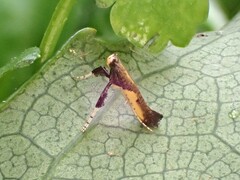 Caloptilia azaleella