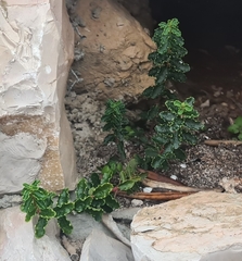 Hypericum balearicum