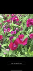 Dianthus chinensis × barbatus