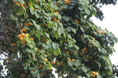 Prunus armeniaca