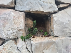 Hypericum balearicum