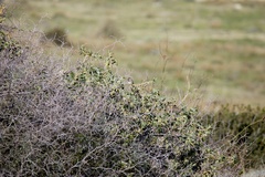 Passer hispaniolensis