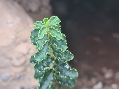 Hypericum balearicum