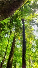 Astrocaryum aculeatum