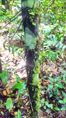 Astrocaryum aculeatum