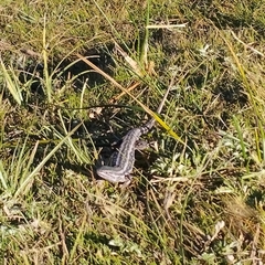 Liolaemus chiliensis
