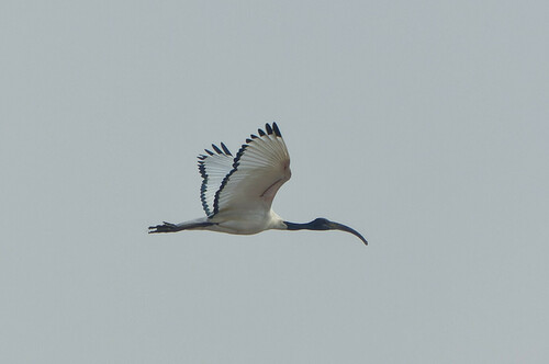 Ibis sagrado (Threskiornis aethiopicus)