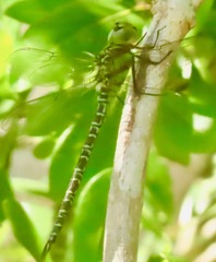 Coryphaeschna ingens