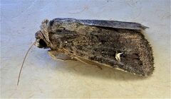 Proteuxoa tetronycha