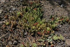 Crassula campestris