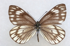 Aporia nabellica