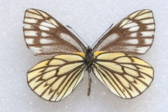 Aporia nabellica